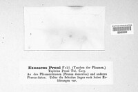 Taphrina pruni image